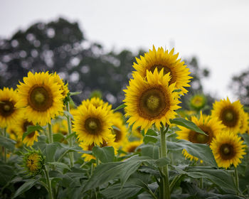 Close-up of yellow flowering plants on field