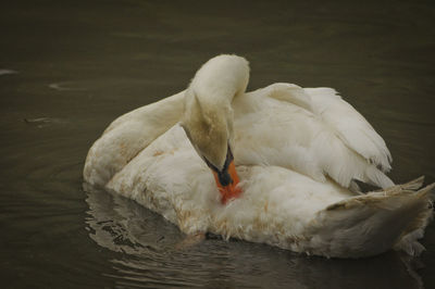Close-up of swan floating on lake
