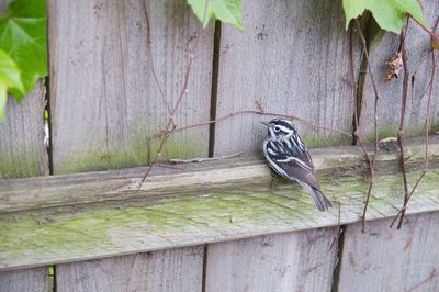 Close-up of bird perching on tree trunk