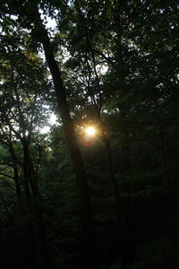 Sun shining through trees