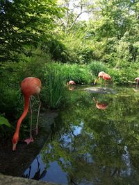 View of birds in lake