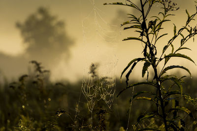 Close-up of wet plant against sky