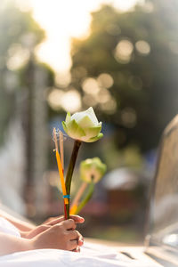 Close-up of hand holding plant