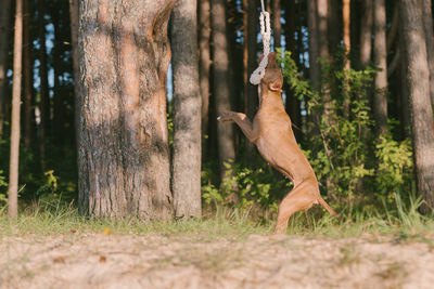 View of dog jumping on tree trunk