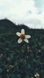 Close-up of white flower on field against sky