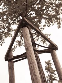 Low angle view of tree against sky