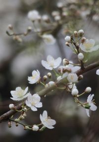 Close-up of white cherry blossoms in spring