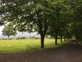 Road passing through forest