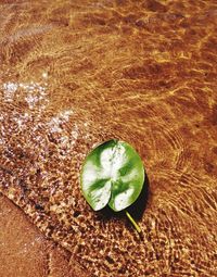 High angle view of green leaf on table