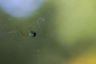 Spider on web