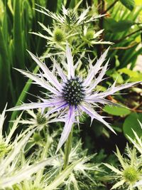 Close-up of purple flower blooming outdoors