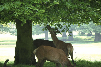 Deer in a field