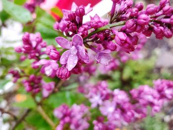 Close-up of pink flowers