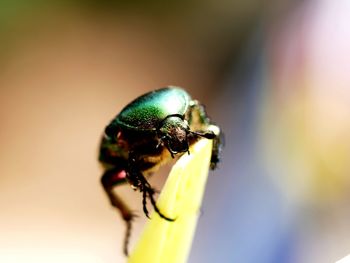 Close-up of fly on flower