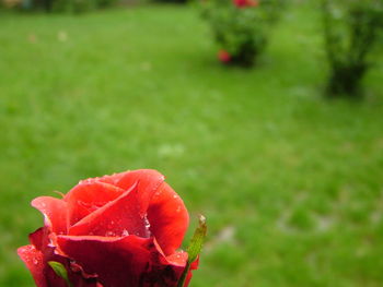 Close-up of red flowers