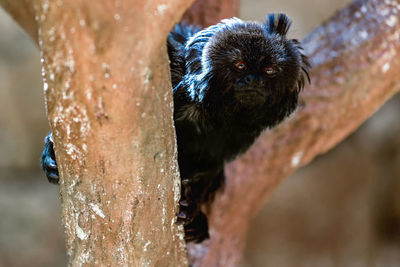 Portrait of tamarin monkey on tree