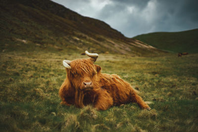 Scottish highland cow relaxing in grass