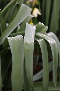 Close-up of wet plant