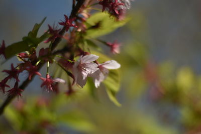 Close-up of cherry blossom plant