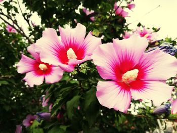 Close-up of pink flowering plant