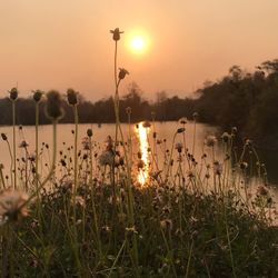 Plants growing on field against sky during sunset