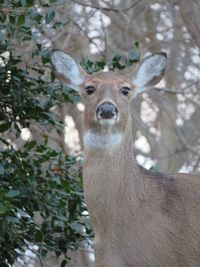 Portrait of deer