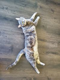 High angle view of cat on hardwood floor