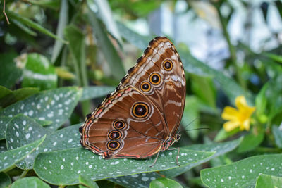 Close-up of butterfly on plant