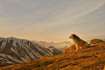 Scenic view of mountains against sky during sunset