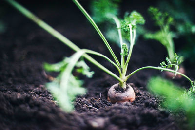 Close-up of plant growing on field