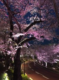 Pink flowers growing on tree