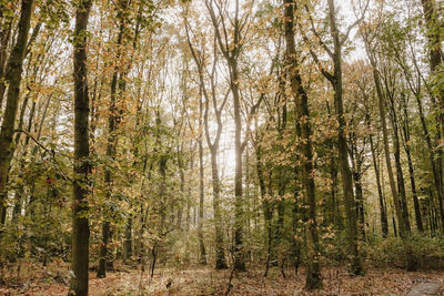 Trees in forest