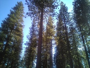 Low angle view of trees against sky