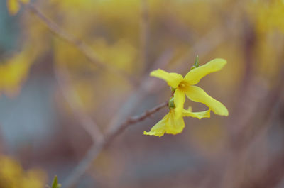 Close-up of yellow flowering plant