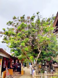 People by tree against sky