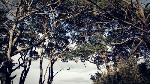 Low angle view of trees in winter