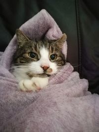 Close-up portrait of kitten sitting