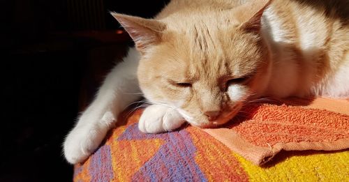 Close-up of cat sleeping at home