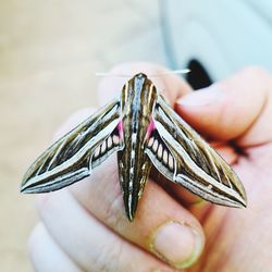 Close-up of hand holding butterfly