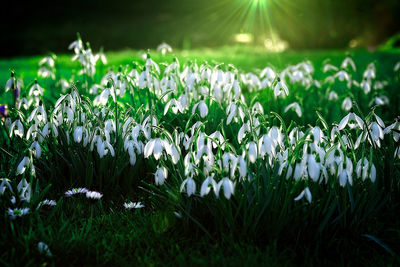 Close-up of white flowering plants on field