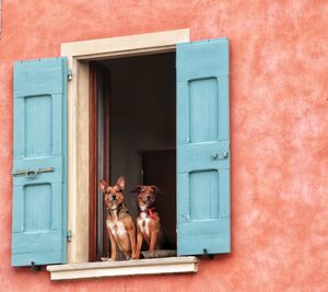 Portrait of a dog on window of house