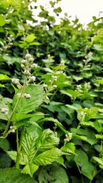 Close-up of plants