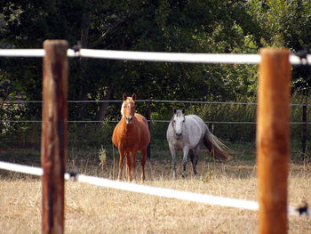 Horses in ranch