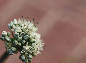 Close-up of white flowering plant