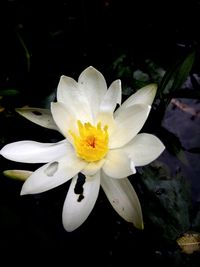 Close-up of white water lily