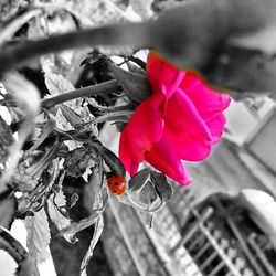 Close-up of red flowers