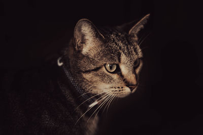 Close-up of a cat over black background