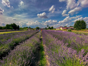 Scenic view of agricultural field against sky