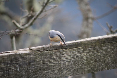 Bird perching on a branch