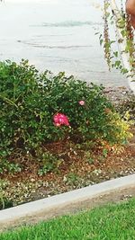 Flowers blooming on grass by water